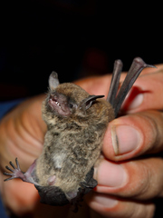 Myotis velifer