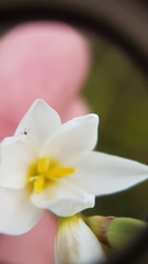 Ixia polystachya polystachya