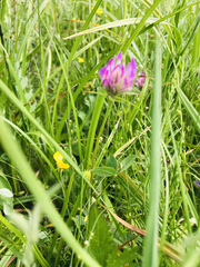 Trifolium medium