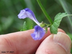 Scutellaria strigillosa