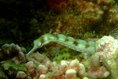 Corythoichthys flavofasciatus