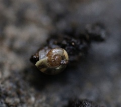 Prolesophanta nelsonensis