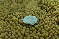 Acropora hyacinthus