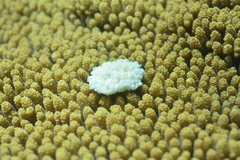 Acropora hyacinthus