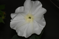 Ipomoea alba