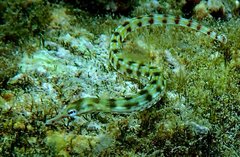 Corythoichthys flavofasciatus