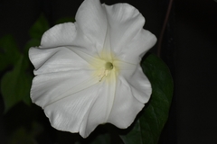 Ipomoea alba