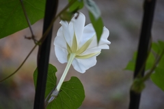 Ipomoea alba