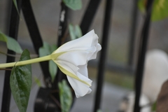 Ipomoea alba