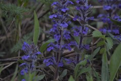 Ajuga multiflora