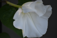 Ipomoea alba