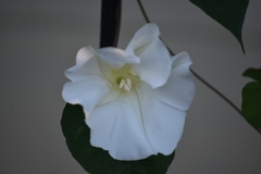 Ipomoea alba