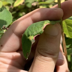 Phyllocoptes triacis