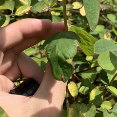 Phyllocoptes triacis