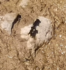 Leucorrhinia intacta