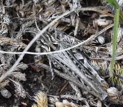 Psoloessa delicatula