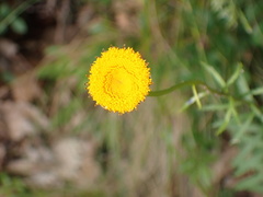 Leucanthemum discoideum