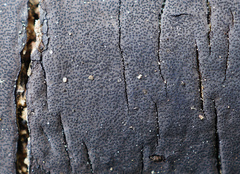 Graphostroma platystomum