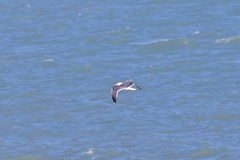 Larus fuscus