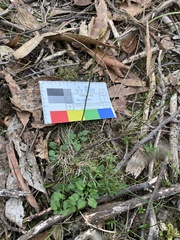 Pterostylis parviflora