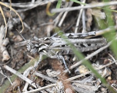 Psoloessa delicatula