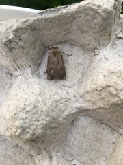 Agrotis exclamationis