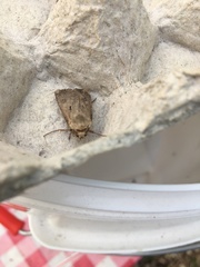 Agrotis exclamationis