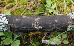 Graphostroma platystomum