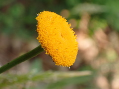 Leucanthemum discoideum