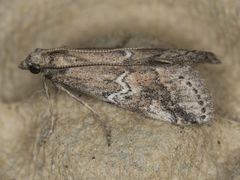 Alpheias transferens