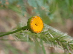Leucanthemum discoideum