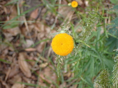 Leucanthemum discoideum
