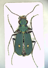 Cicindela campestris