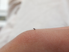 Forcipomyia taiwana