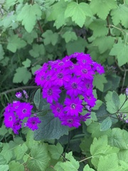 Pericallis × hybrida