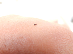 Forcipomyia taiwana