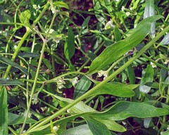 Clematis microphylla microphylla