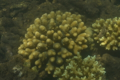 Acropora humilis