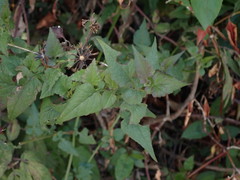 Senecio scandens incisus