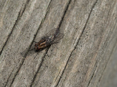 Helinomydaea fuscoflava