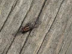 Helinomydaea fuscoflava