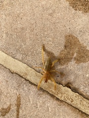 Galeodidae