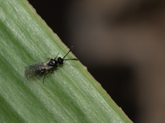 Spilomicrini