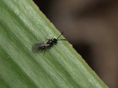 Spilomicrini