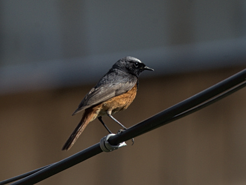 Rougequeue noir (Phoenicurus ochruros)