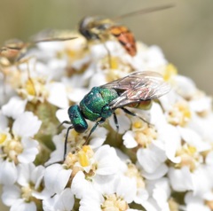 Pseudochrysis neglecta