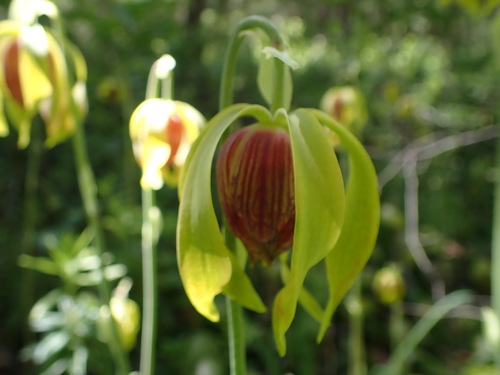 California Pitcher plant (Darlingtonia californica)