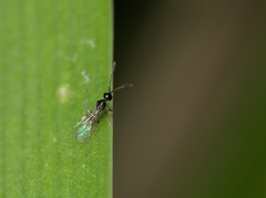 Spilomicrini