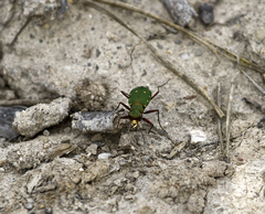 Cicindela campestris