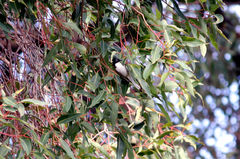 Melithreptus chloropsis